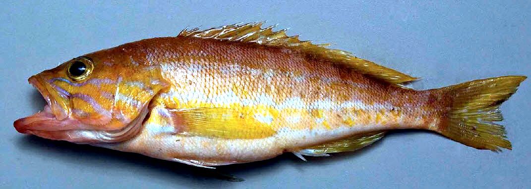 Serranus cabrilla_02.jpg